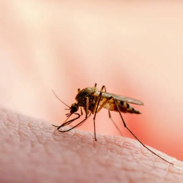 Advierten sobre Virus Transmitido por Mosquitos en la Costa Oeste de Estados Unidos