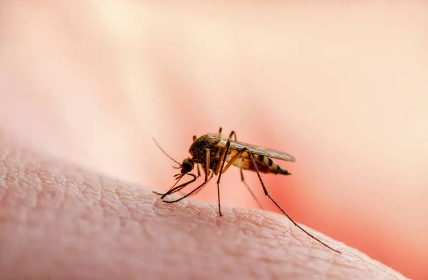 Advierten sobre Virus Transmitido por Mosquitos en la Costa Oeste de Estados Unidos