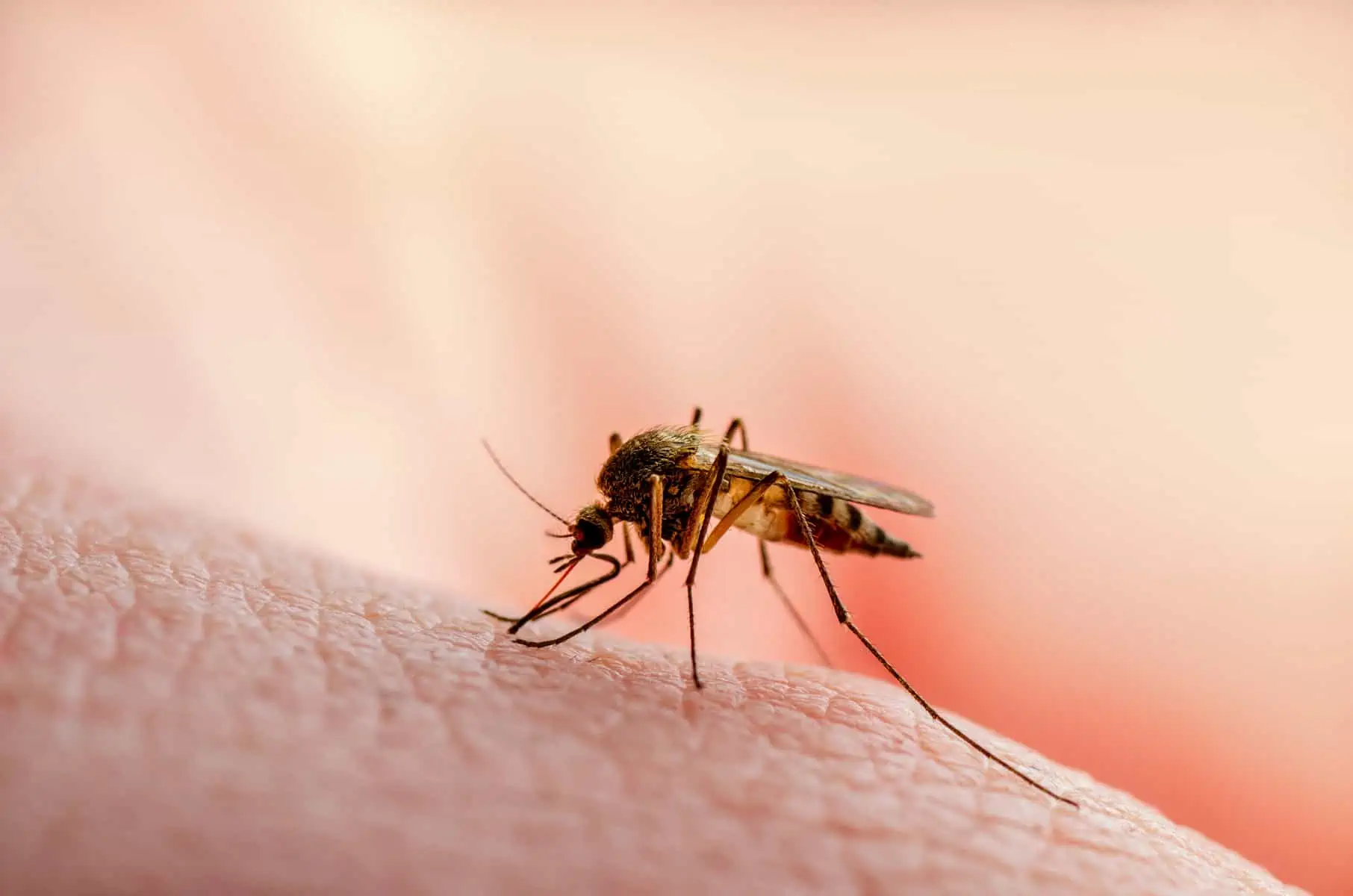 advierten sobre virus transmitidos por mosquitos