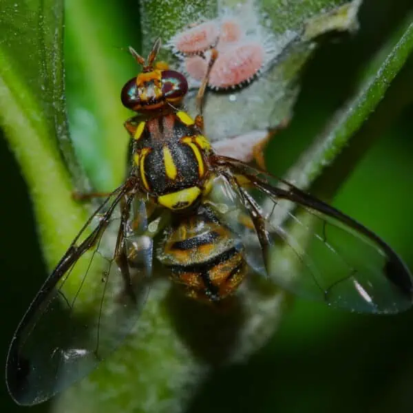 declaran condado de california en cuarentena por insectos invasivos