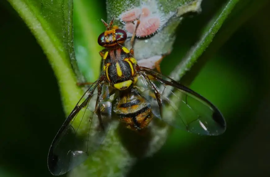 declaran condado de california en cuarentena por insectos invasivos